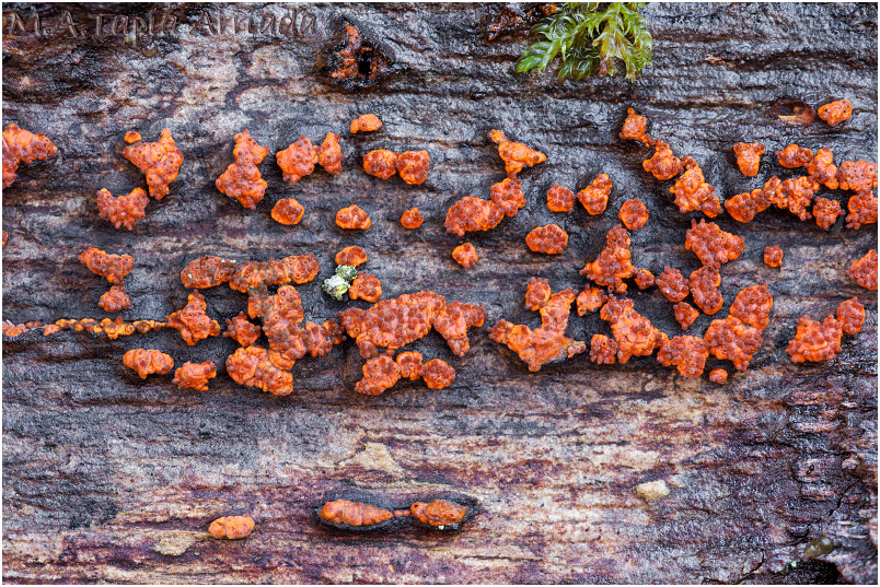 Cryphonectria parasitica (Murrill) M.E. Barr 1978